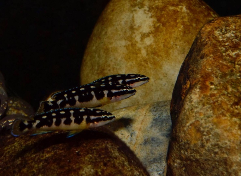 Julidochromis transcriptus 'Bemba'